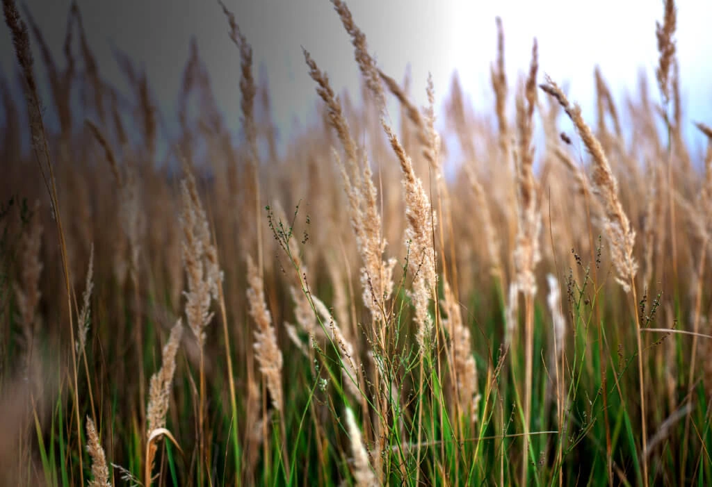 Fodder Seeds